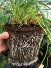 Geschäftsidee: Cowpots