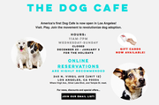 Geschäftsidee: The Dog Cafe
