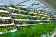 Pflanzentheke: Vertical-Farming-Start-up erhält DBU-Förderung