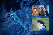NewSpace-Start-up TALOS und Max-Planck-Gesellschaft starten Wildlife-Tracking aus dem Weltraum