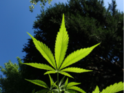Legalisierung von Cannabis: Welche Chancen bietet sie?