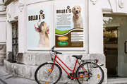 Bello Eis: Eiskalter Schlabber-Genuss für Hunde