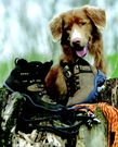Schuhe für Hundebesitzer