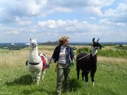 Lama-Wandern im Ruhrgebiet